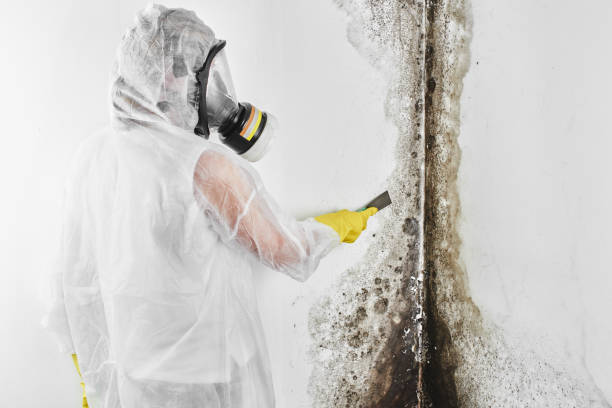 Best Mold Testing and Removal  in Rockland, ME