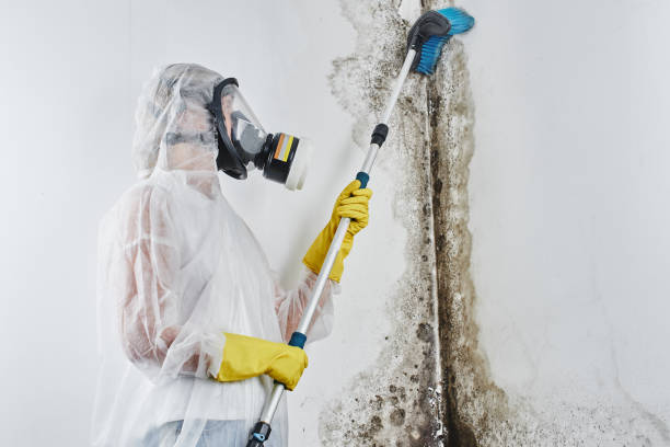 Best Toxic Mold Removal  in Rockland, ME