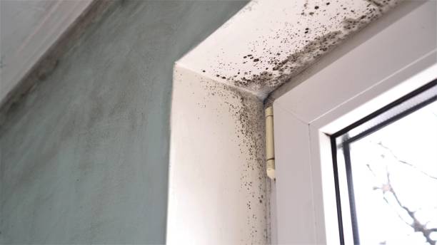 Best Local Mold Removal Service  in Rockland, ME