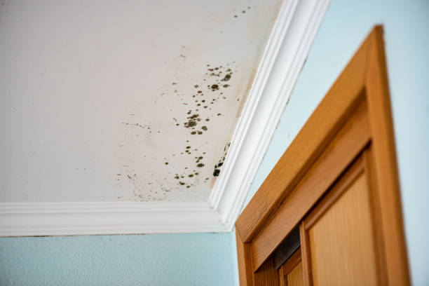 Best Black Mold Removal  in Rockland, ME