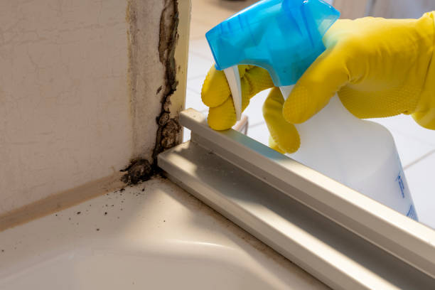 Office Mold Removal Services