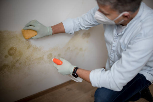 Best Certified Mold Removal  in Rockland, ME