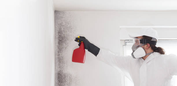 Best Residential Mold Removal  in Rockland, ME