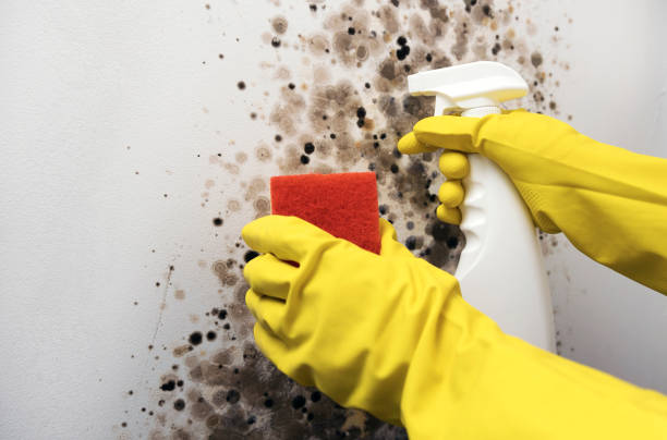 Best Toxic Mold Removal  in Rockland, ME