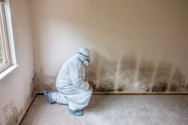 Best Mold Damage Repair  in Rockland, ME