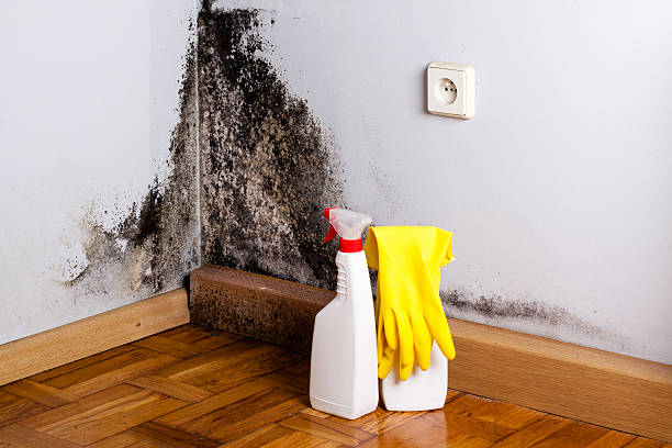 Trusted Rockland, ME Mold Removal Experts